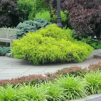 Sawara Cypress