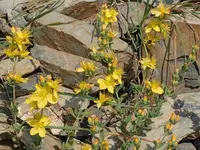 Hypericum linarioides flower