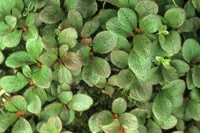 Red bearberry