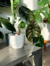 Alocasia azlanii