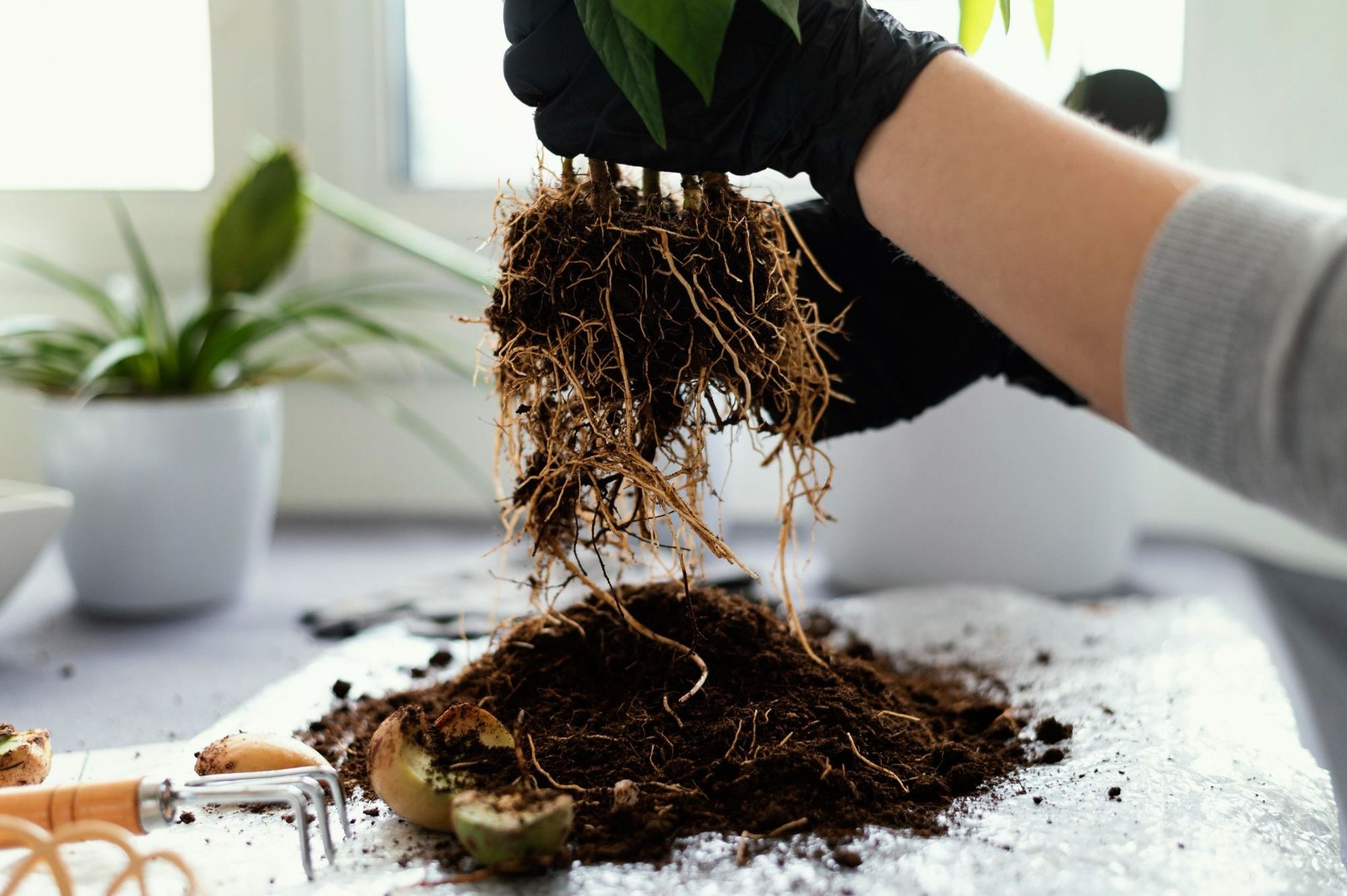 Roots