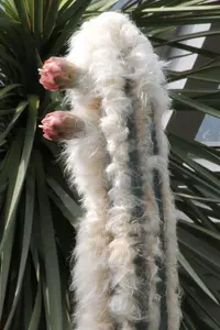 woolly torch