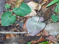 Pixie caps (Acianthus fornicatus) plant