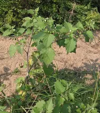 black nightshade