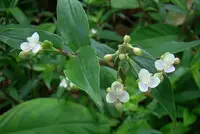 pink Trinity (Tripogandra serrulata) plant