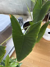 Zebra Plant photo by a Botan App user