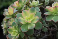 Aeonium haworthii plants