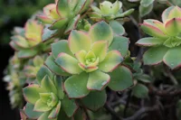Aeonium haworthii plants