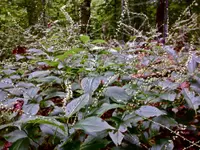 American jumpseed (Persicaria virginiana) plant