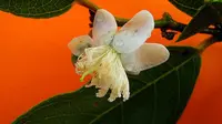 Guinea guava