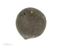 Astrocaryum sciophilum