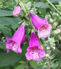 Foxglove