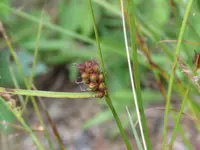 Houghton's sedge (Carex houghtoniana) plant