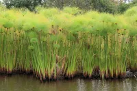 Paper Reed