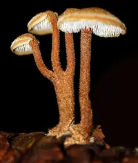 Earpick Fungus