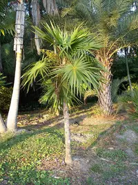 Florida thatch palm
