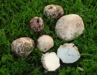 Lead-grey Puffball