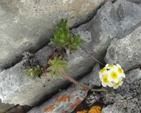 Lehmann's rockjasmine