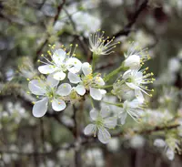 Chickasaw plum