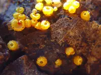 Arachnopeziza aurelia