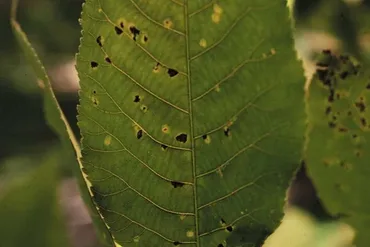 Bacterial Leaf Spot