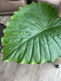 Asian Taro Plant photo by a Botan App user