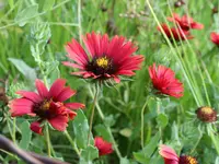 maroon blanketflower (Gaillardia amblyodon) plant