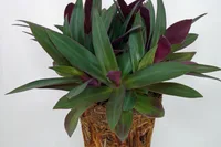Tradescantia spathacea indoor
