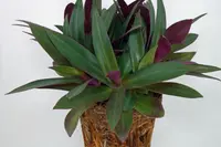 Tradescantia spathacea indoor