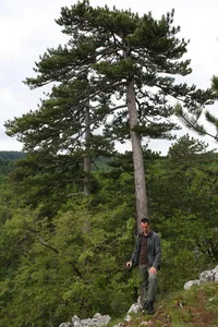 Austrian pine (Pinus nigra) plant