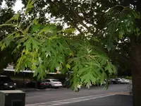 Shumard's oak (Quercus shumardii) plant