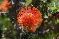 red pincushion-protea