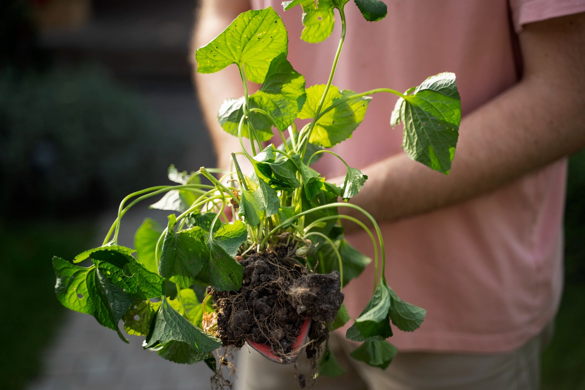 Common Causes of Drooping Leaves