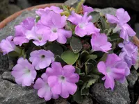 Allioni's Primrose (Primula allionii) plant