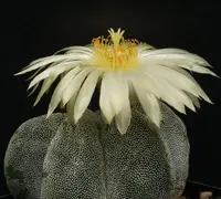 Bishop's Cap