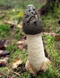 common stinkhorn