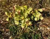Stinking Hellebore (Helleborus foetidus) plant