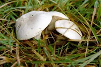 Sweetbread Mushroom