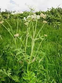 eltrot (Heracleum sphondylium) plant