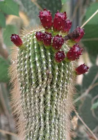 Cephalocereus polylophus (Cephalocereus polylophus) plant