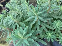 Euphorbia characias