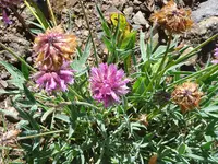 Trifolium attenuatum flowers