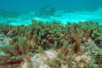 red sea plume