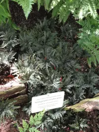 Selaginella erythropus