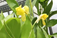 Bandanna-of-the-Everglades