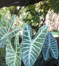 Alocasia × mortfontanensis