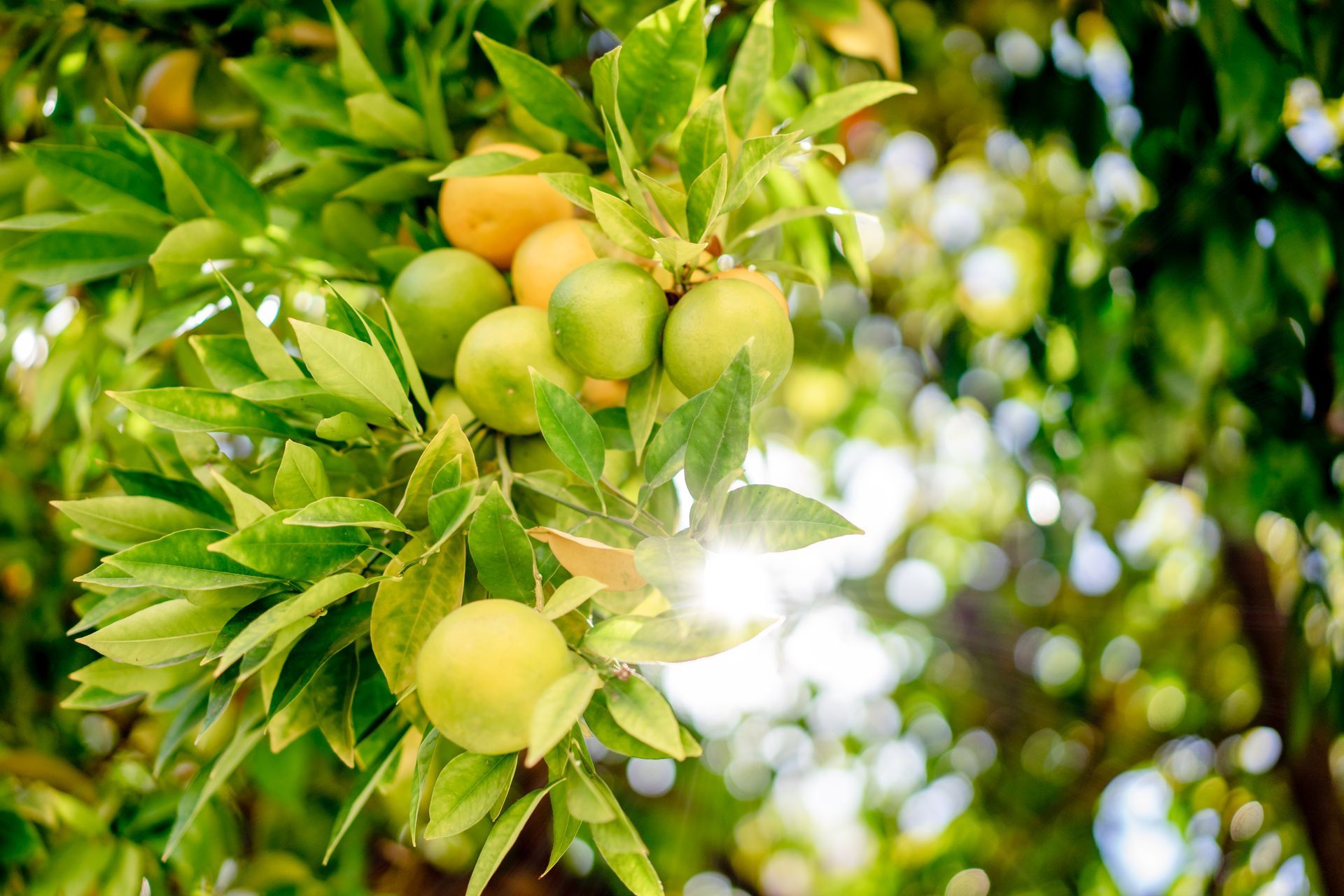 How Often to Water Fruit Trees - Seasonal Fruit Tree Watering Schedule