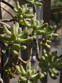 Jelly Beans (Sedum pachyphyllum) plant