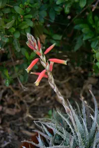 Hedgehog aloe (Aloe humilis) plant