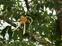 Money Tree